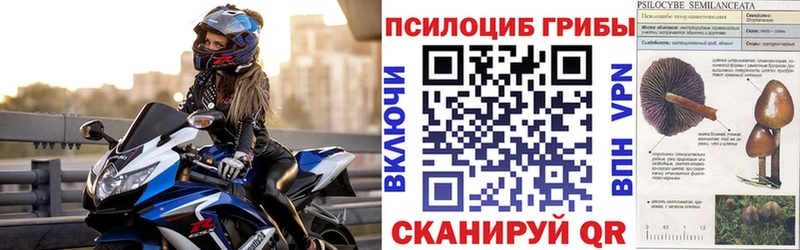 OMG ссылка  Оленегорск  Галлюциногенные грибы Psilocybine cubensis 